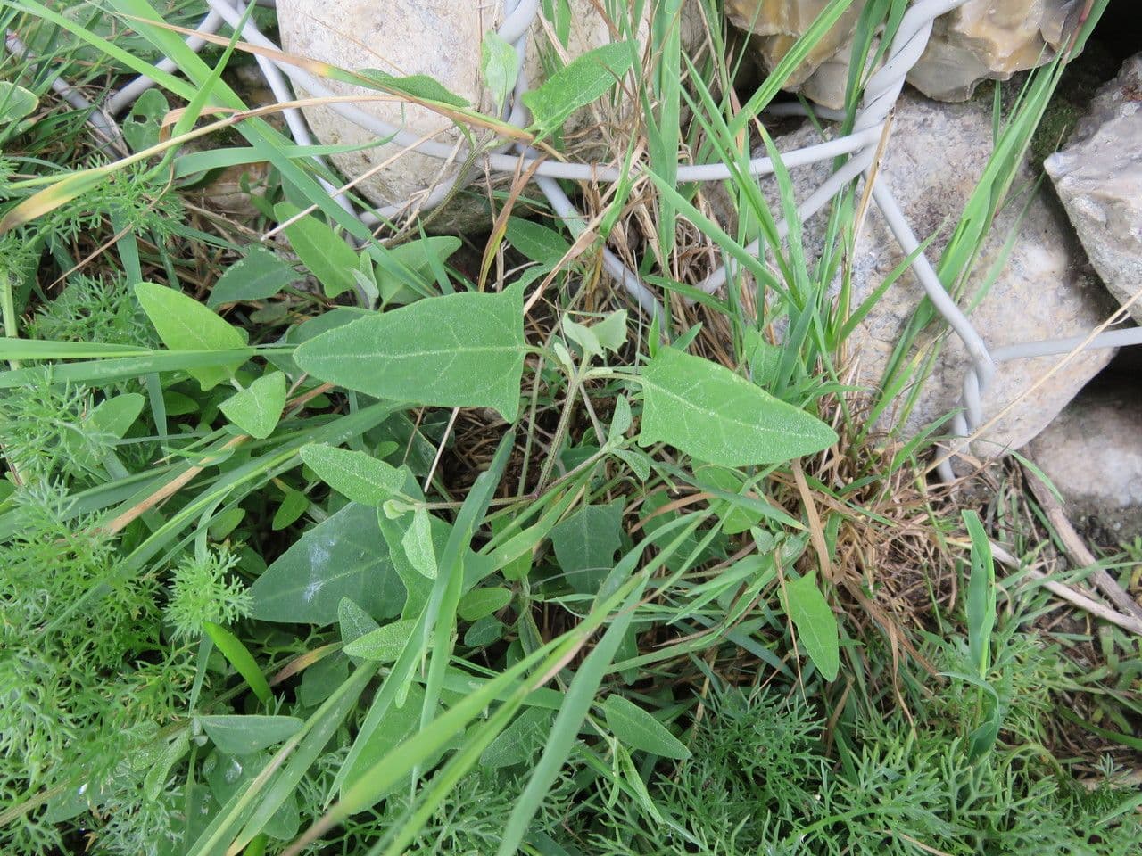 Atriplex glabriuscula 13