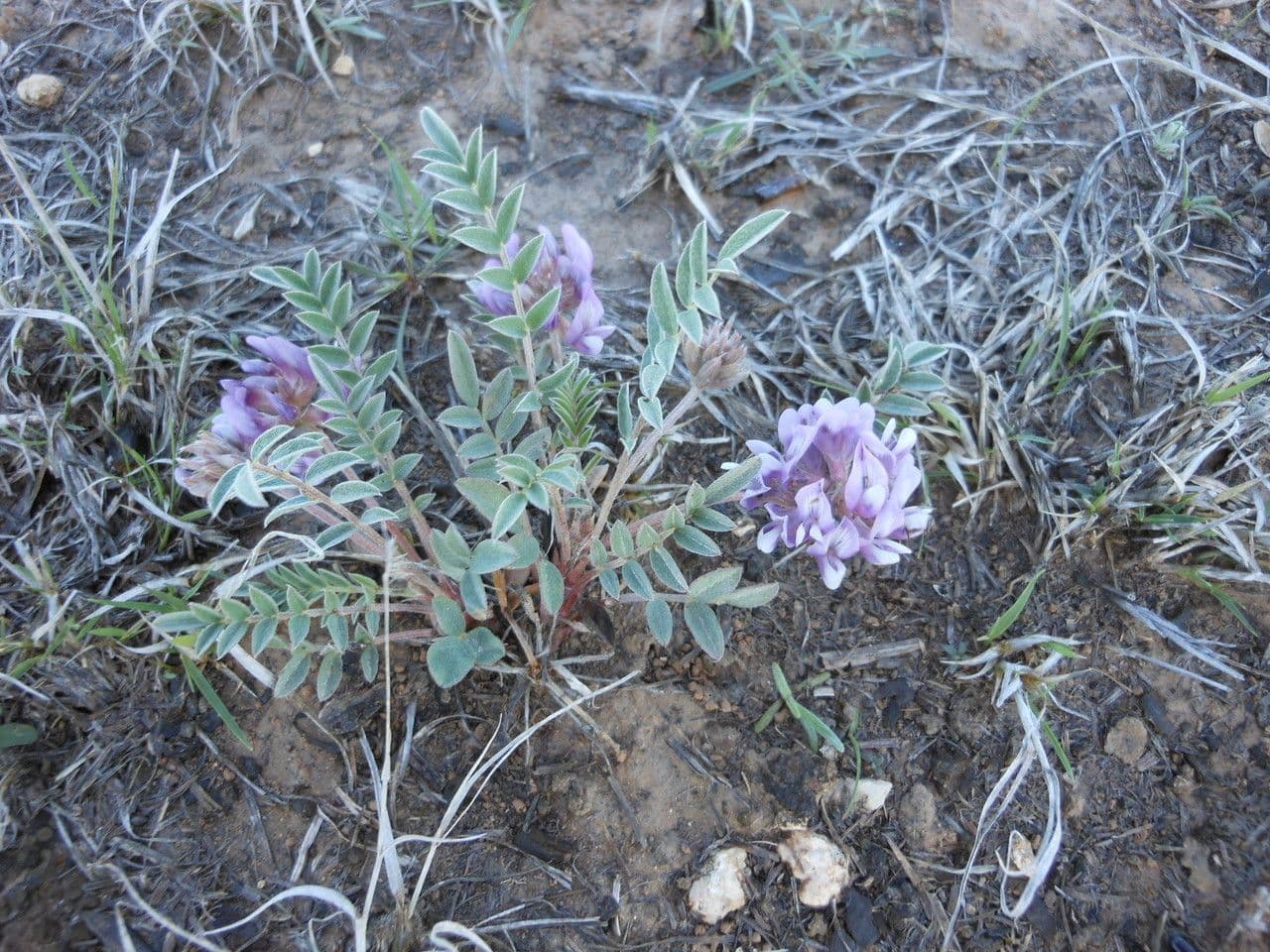 Astrágalo lotiforme 4