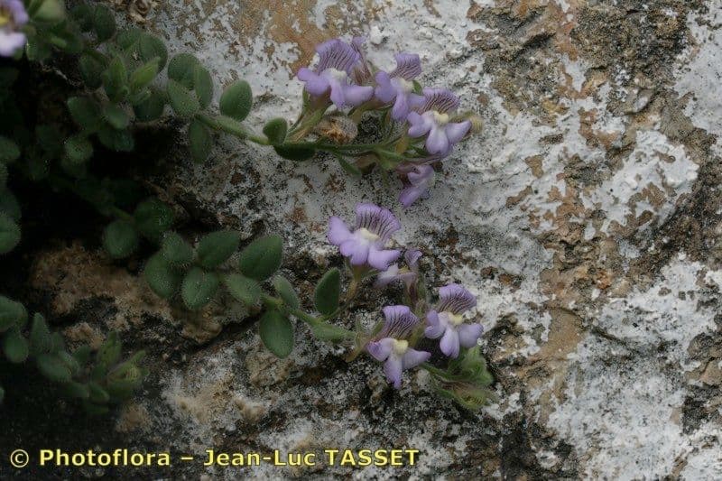 Chaenorhinum villosum 19