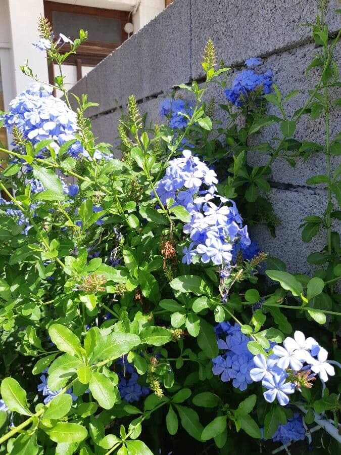 Plumbago auriculata 26
