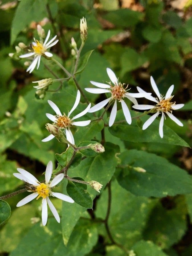 Astro di Schreber 5