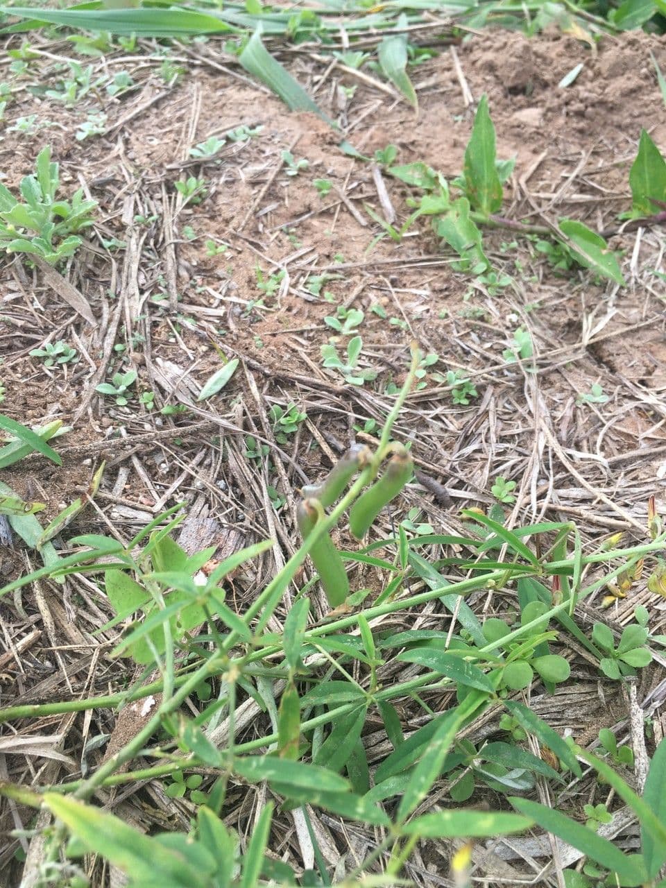 Crotalaria lanceolata 4