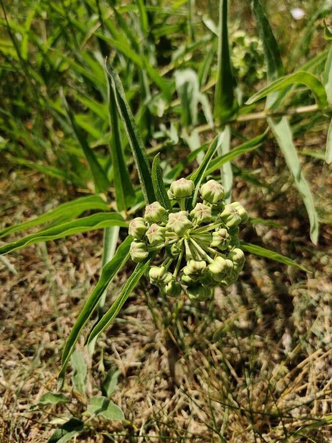 Asclepias asperula 7