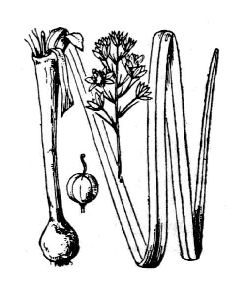 Giacinto d'Italia 18