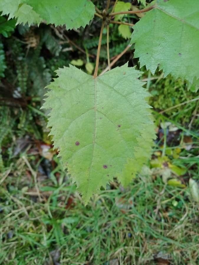 Zahnblättrige Aristotelia 3