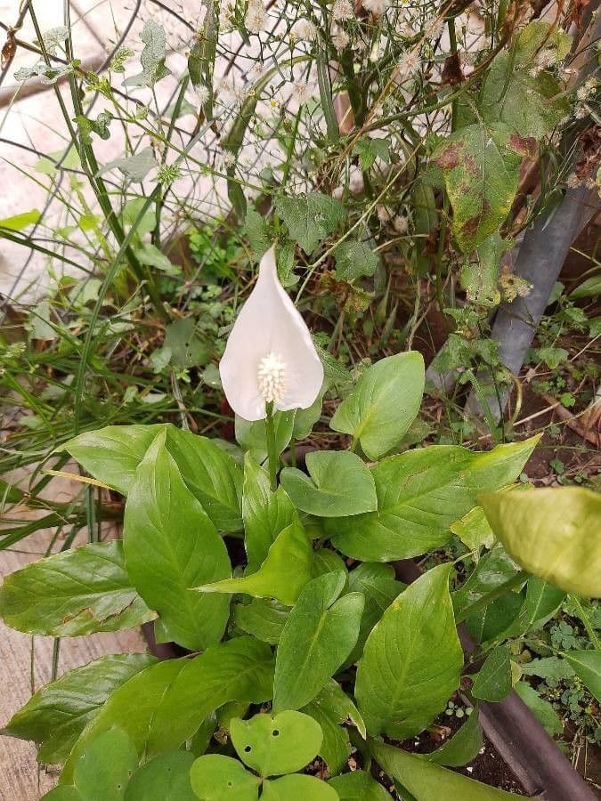 Calla di palude 24