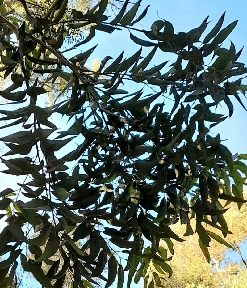 Eucalyptus pilularis 2