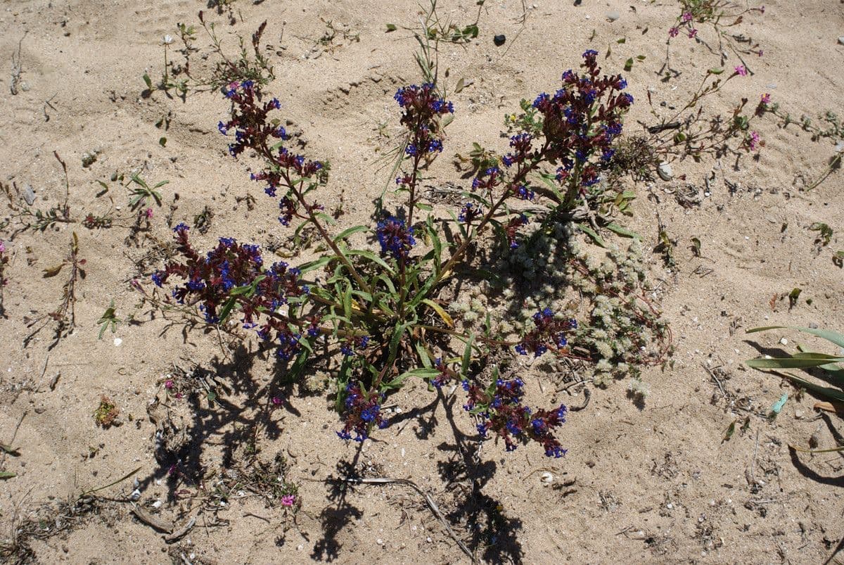 Anchusa 11