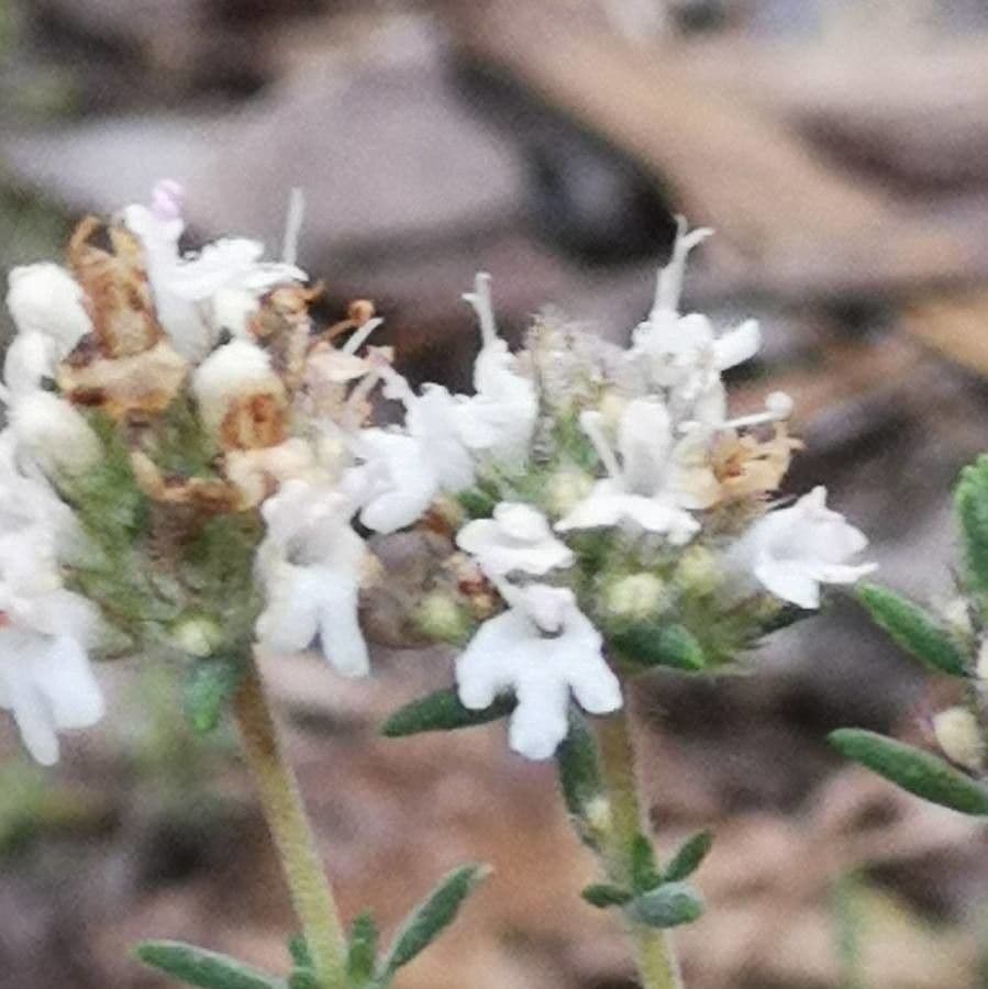 Thymus carnosus 4