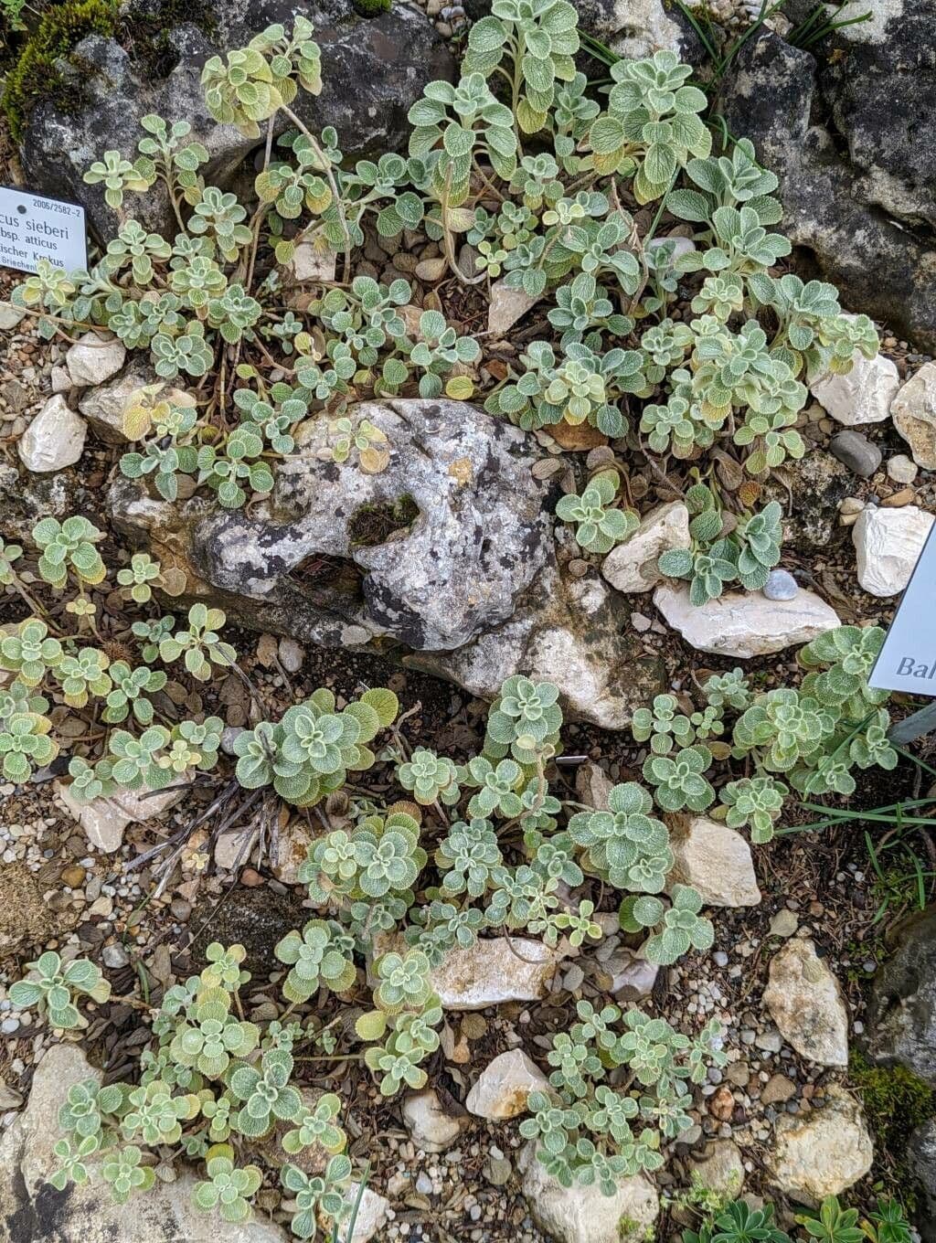 Marroblanco