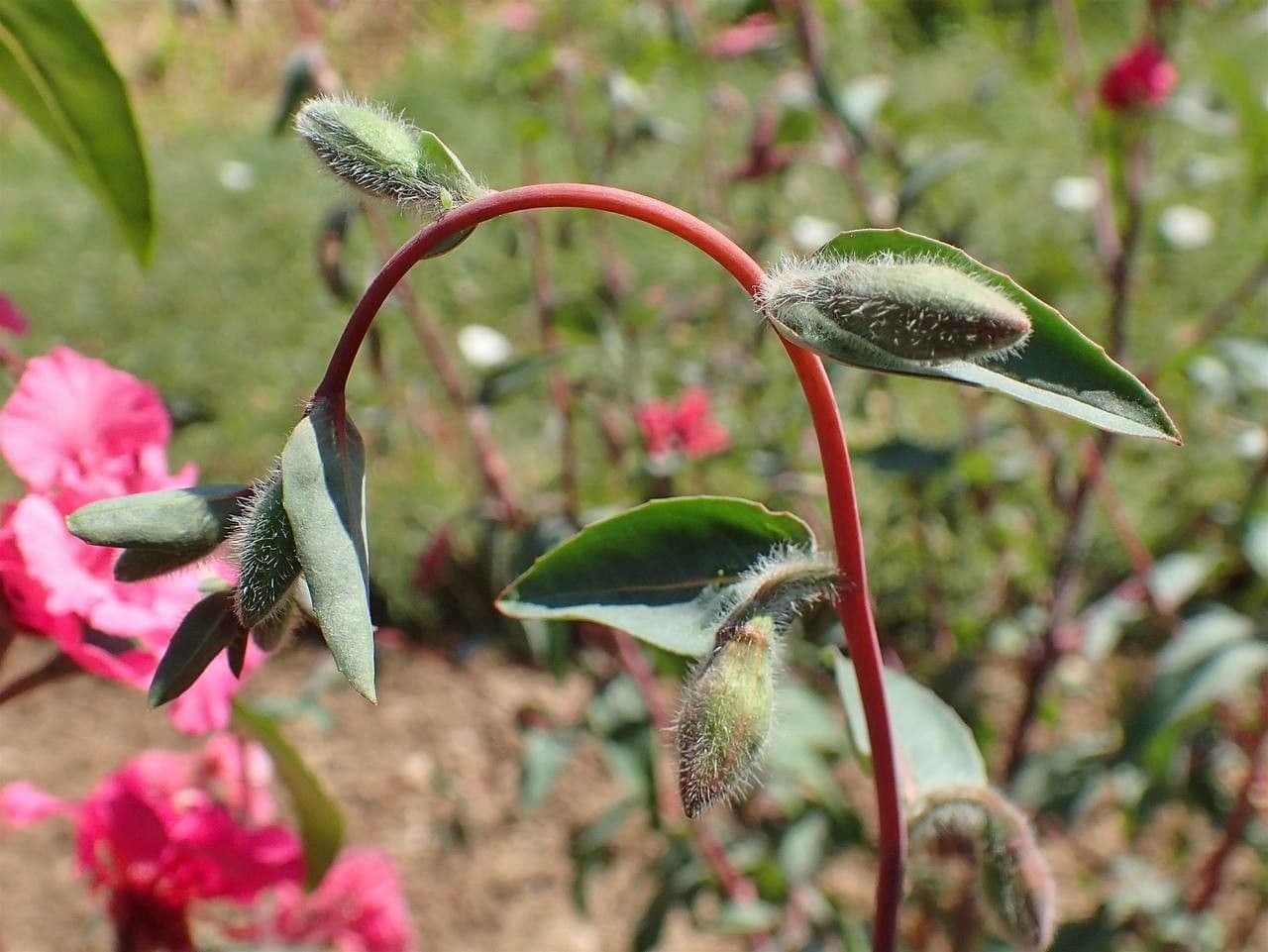 Clarkia amoena 11