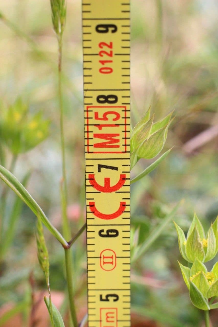Bupleurum di Balden