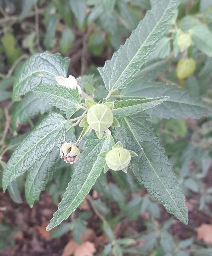 Pavonia hastata 20