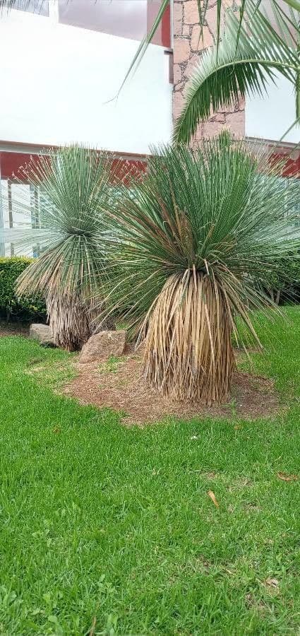 Xanthorrhoea glauca 13