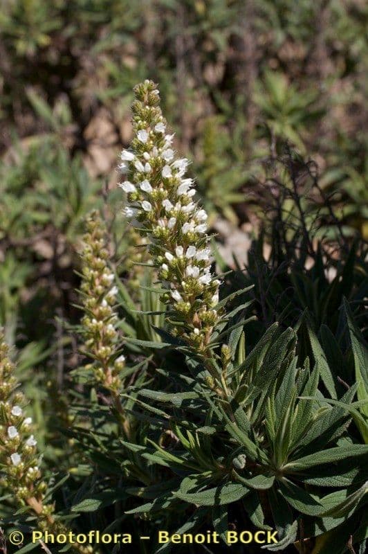 Echium 18