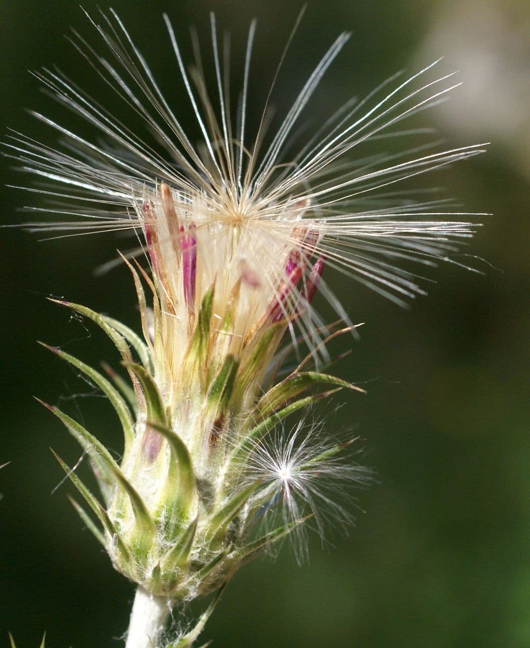 Cardo saettone 4