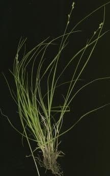 Carice brunastra 8