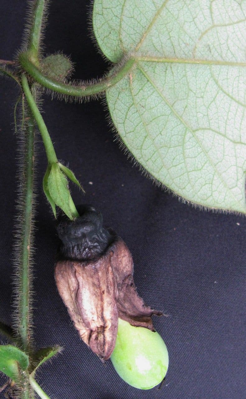 Passiflora 3