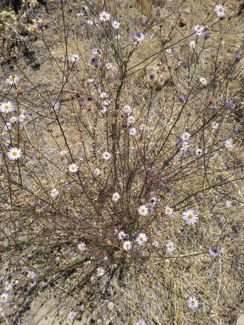 Erigeron 8
