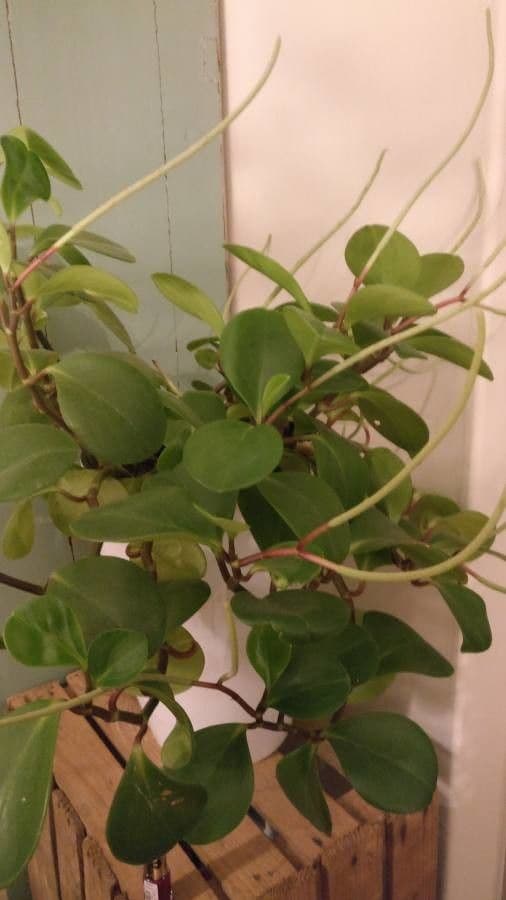 Peperomia 2