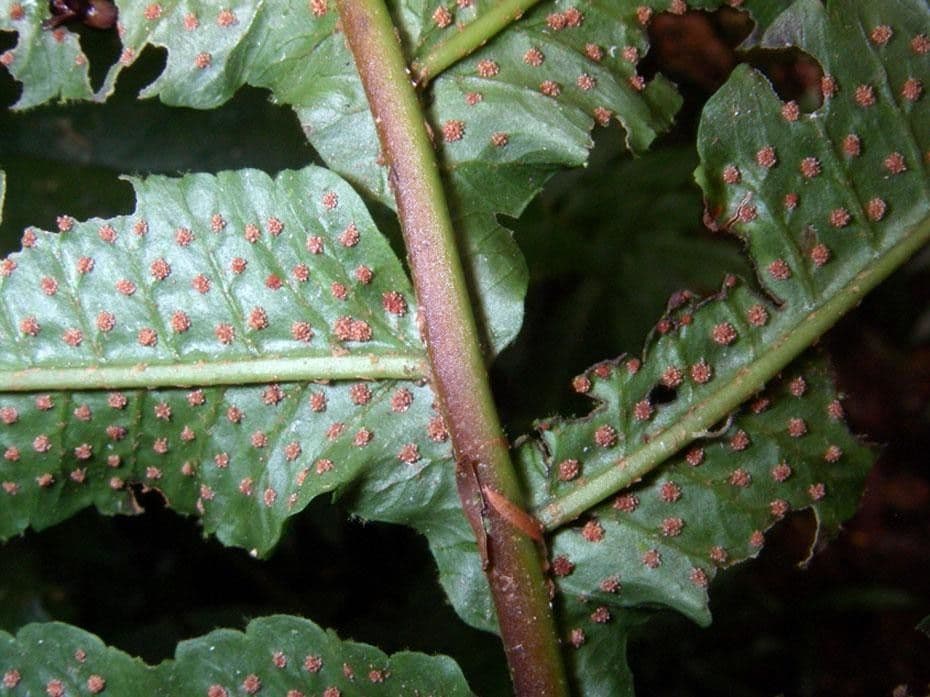 Stigmatopteris 7