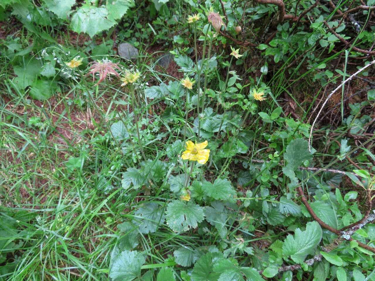 Berg-Nelkenwurz 14