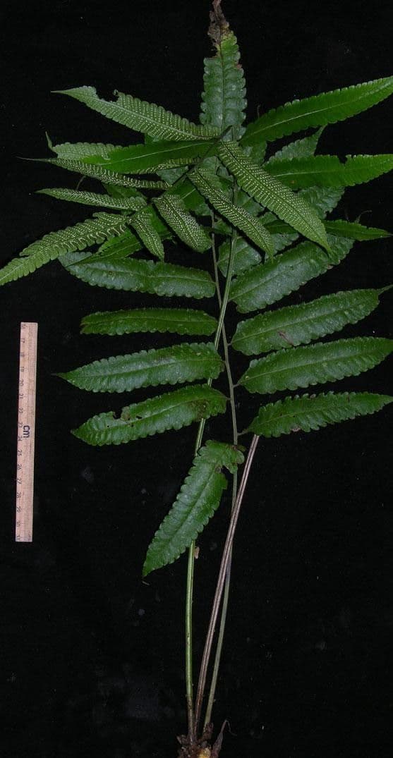 Thelypteris 6