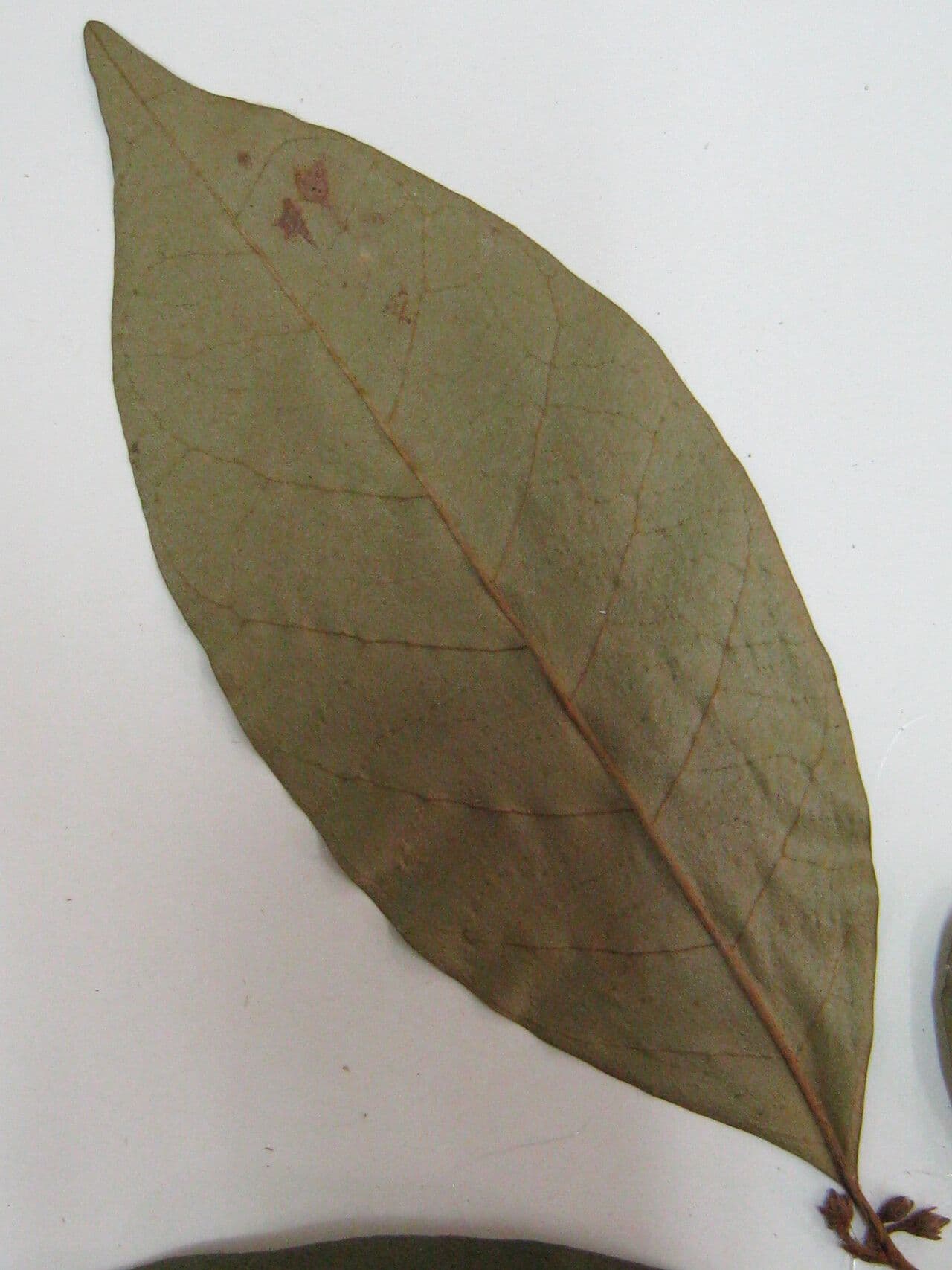 Chrysophyllum 15