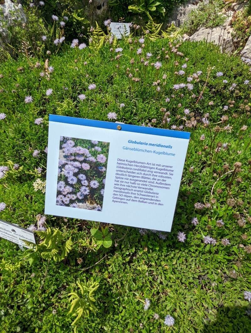 Globularia 18