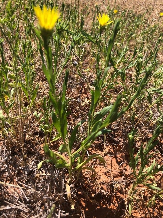 Grindelia 19