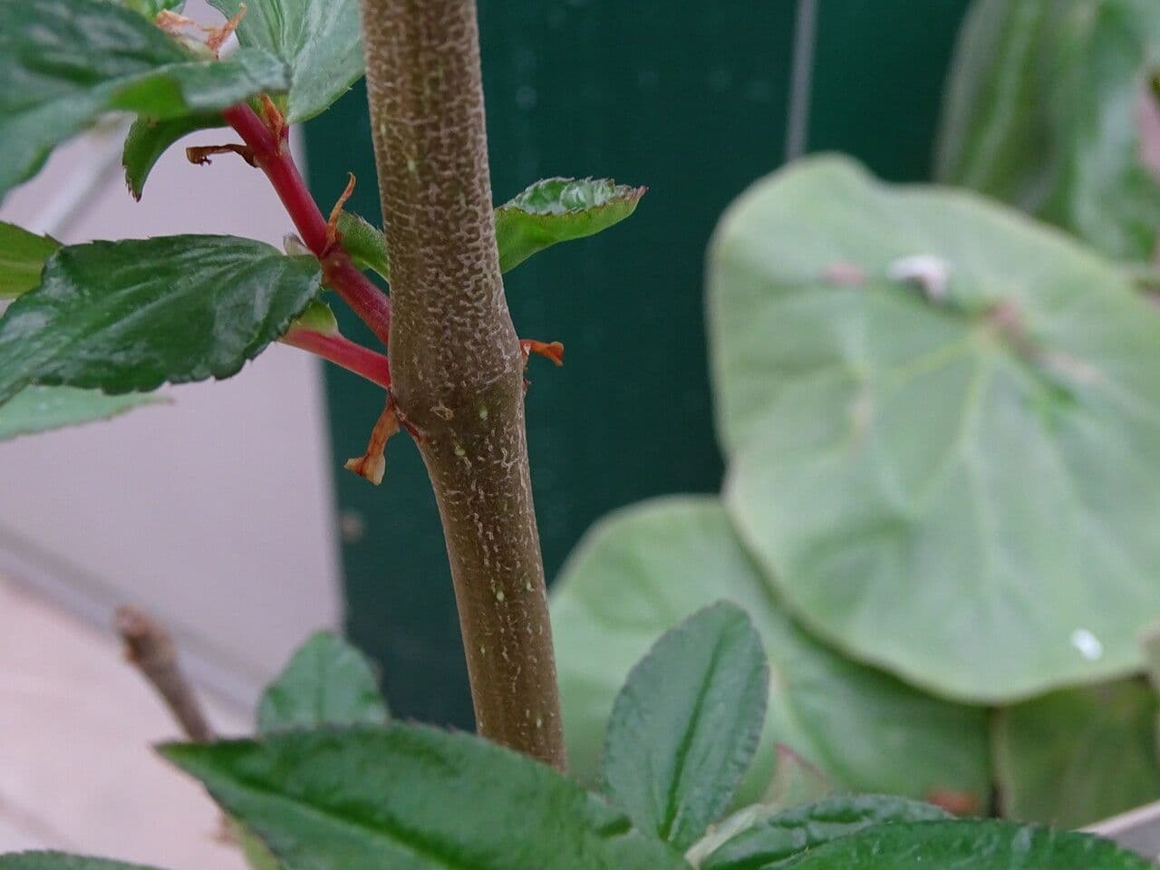 Fuchsienblättrige Begonie 21