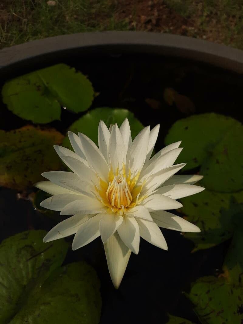 Breitblättrige Seerose 4