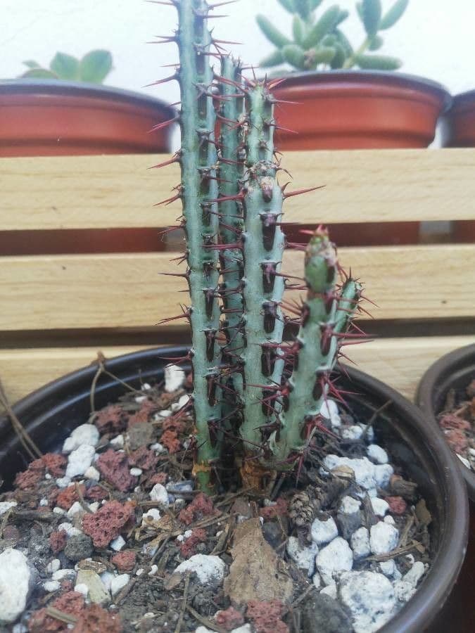 Euforbia verdastra 12
