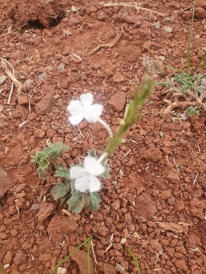 Chasmanthium 2