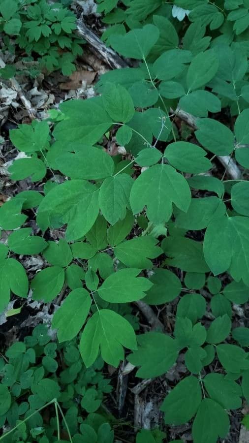 Caulophyllum 20
