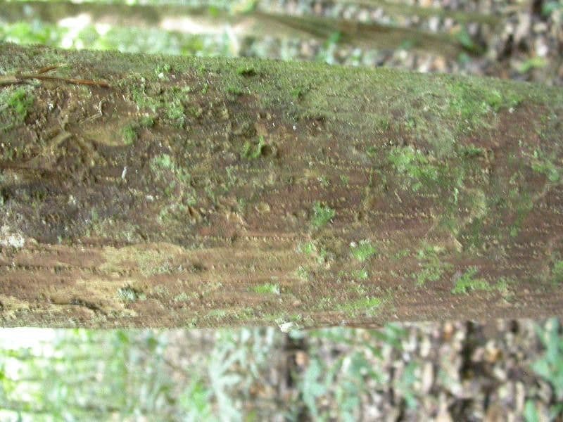 Eschweilera 5
