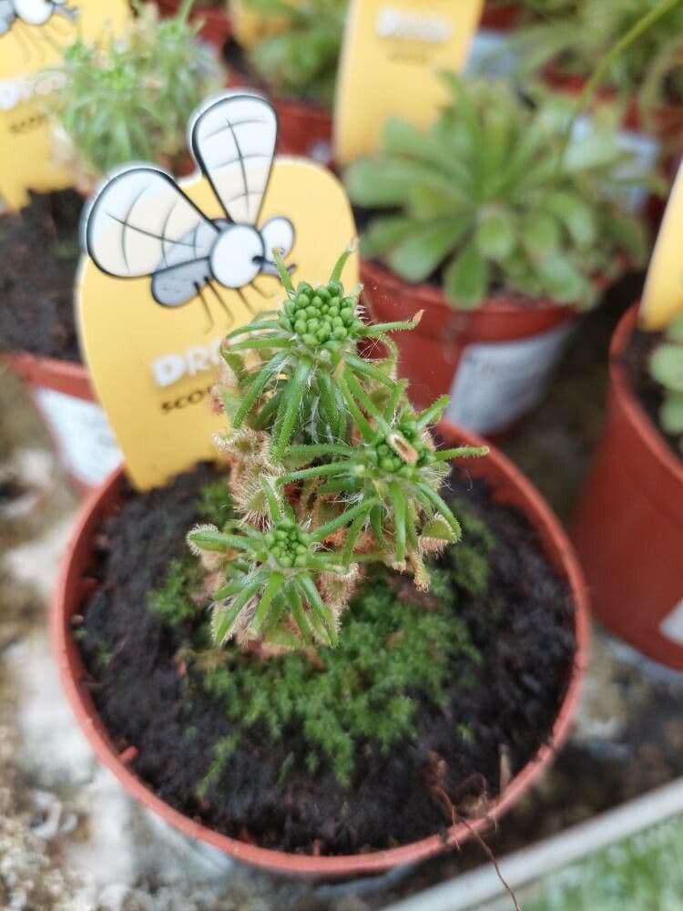 Drosera 3