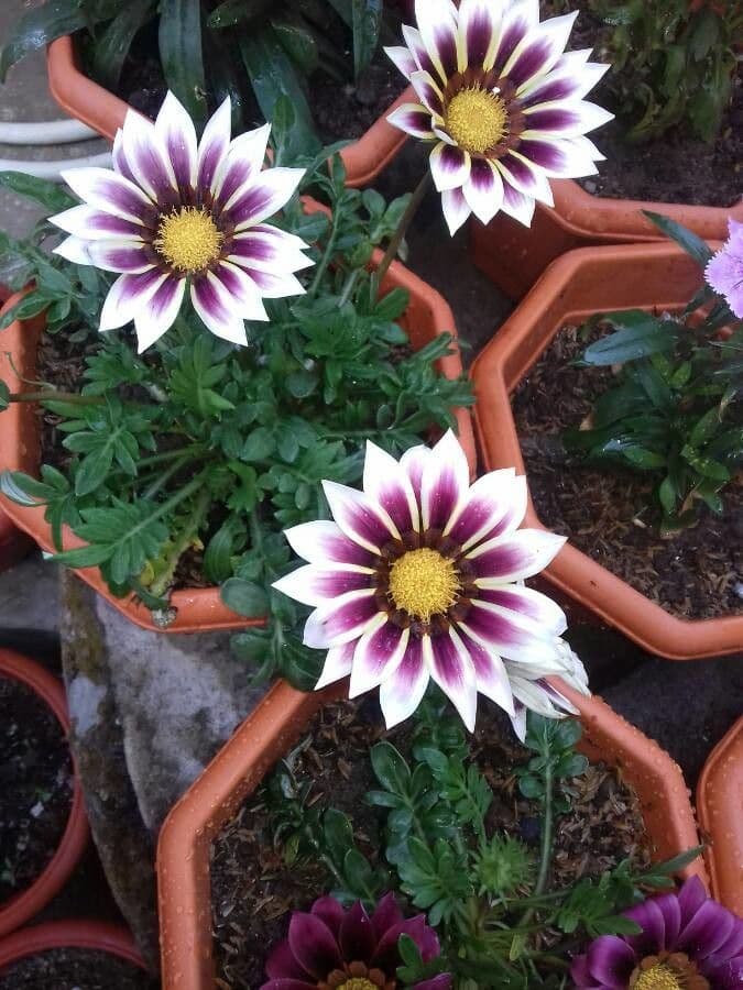 Gazania 24