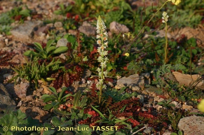 Reseda barrelieri 8