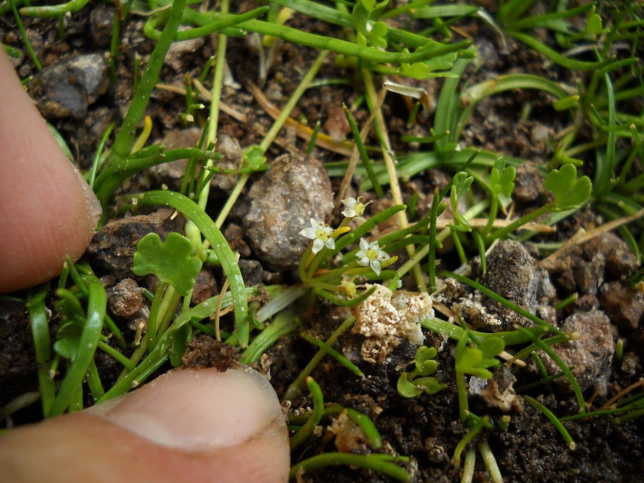 Lilaeopsis macloviana
