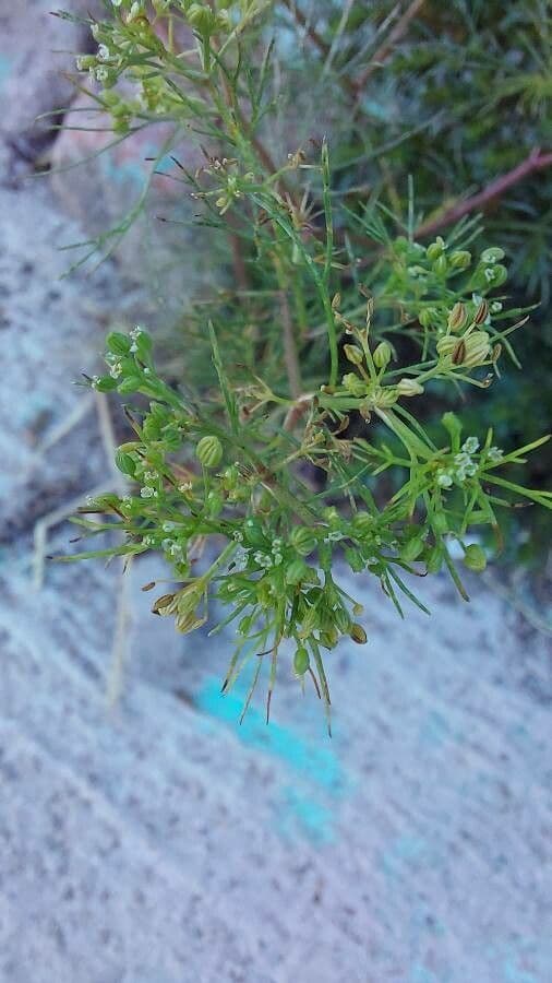 Ciclosperma