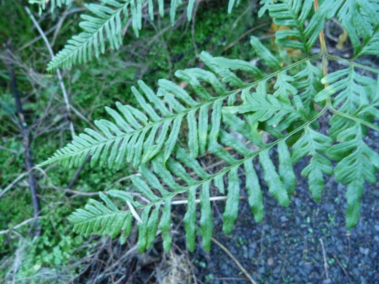 Pteris tremula