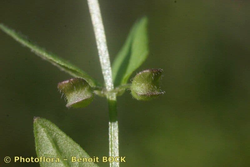 Scutellaria minore 19