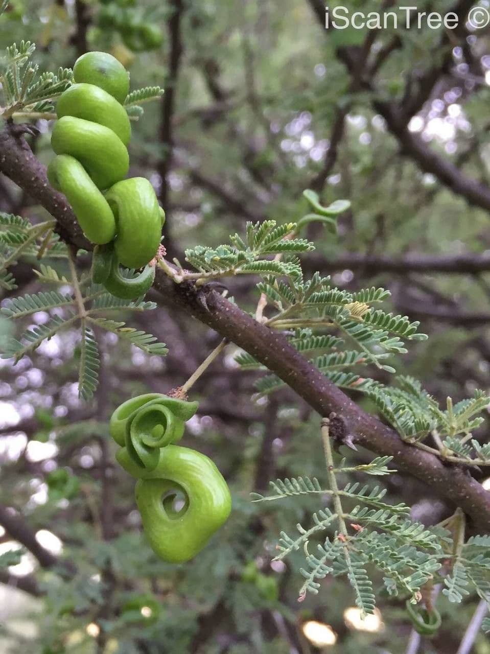 Acacia tortuosa 2