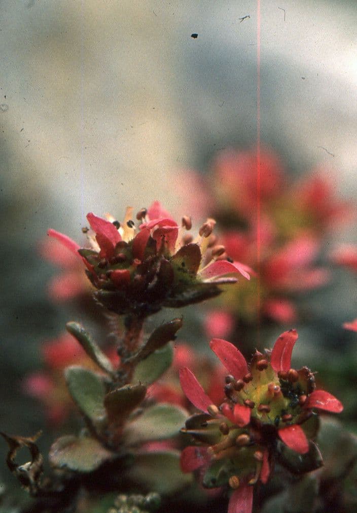 Sassifraga biflora 3