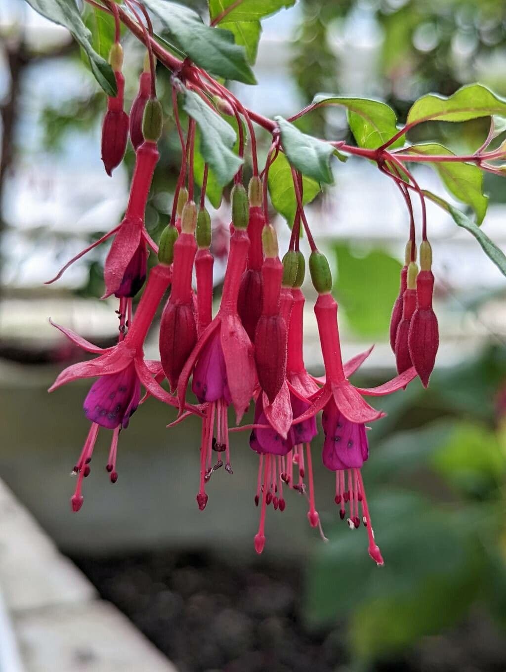 Fucsia