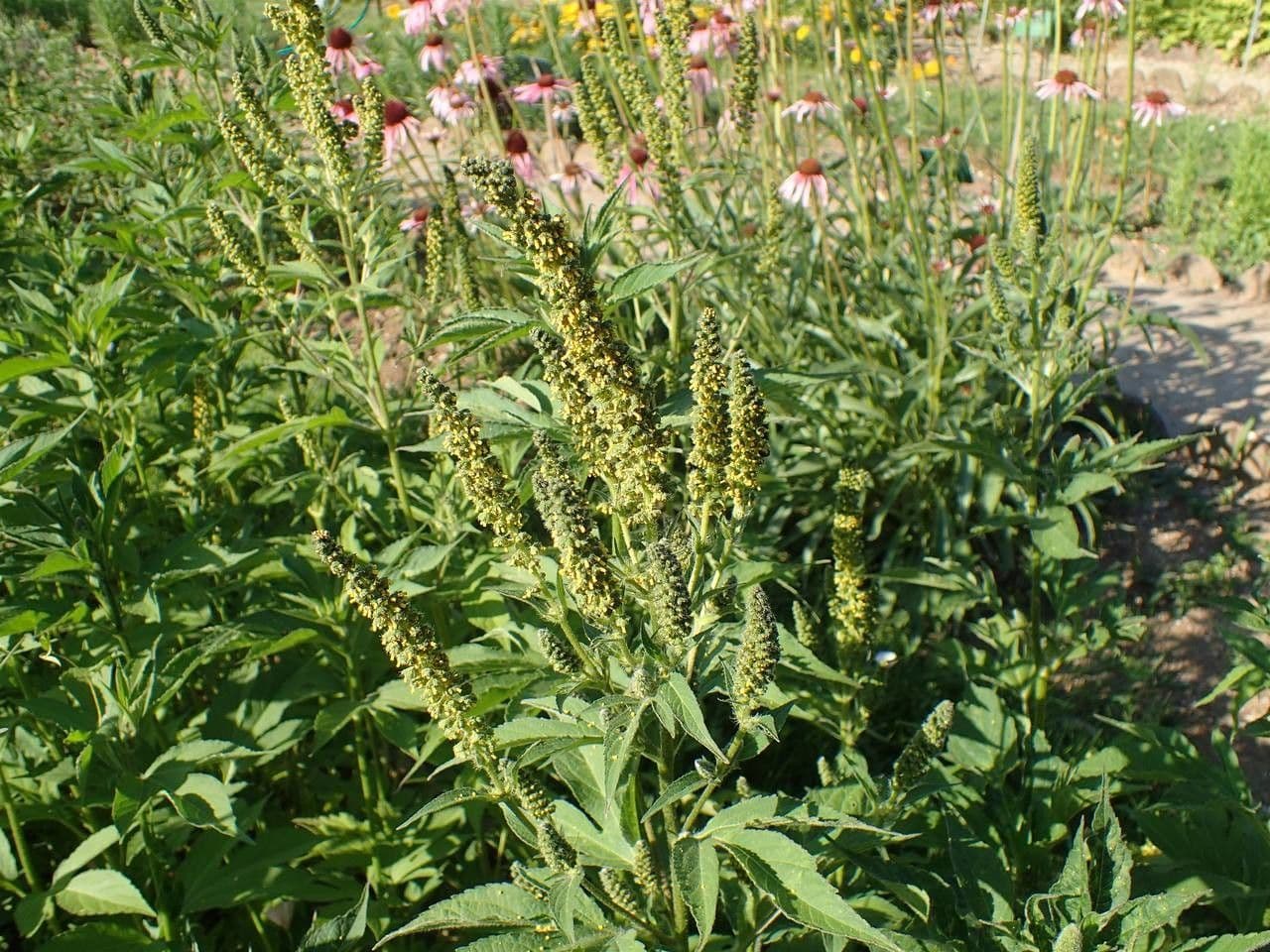 Ambrosia trifida 14