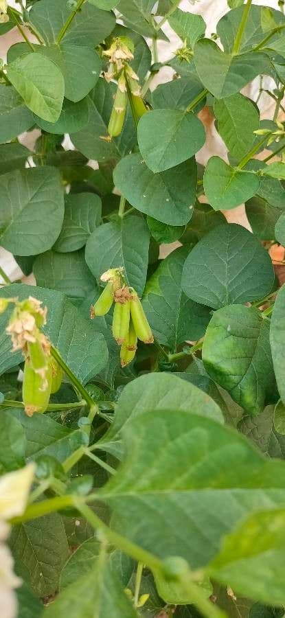Crotalaria verrucosa
