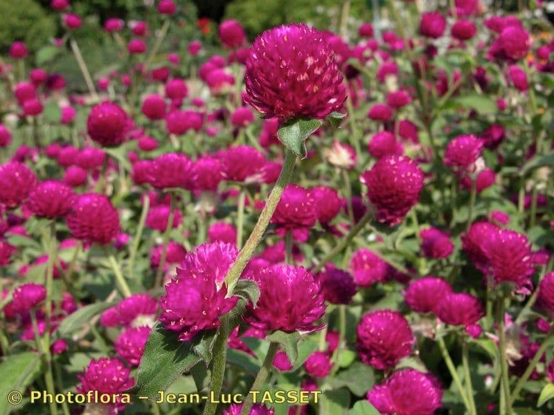 Gomphrena globuleuse