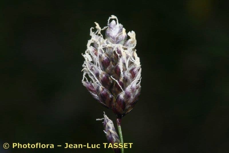Oreochloa